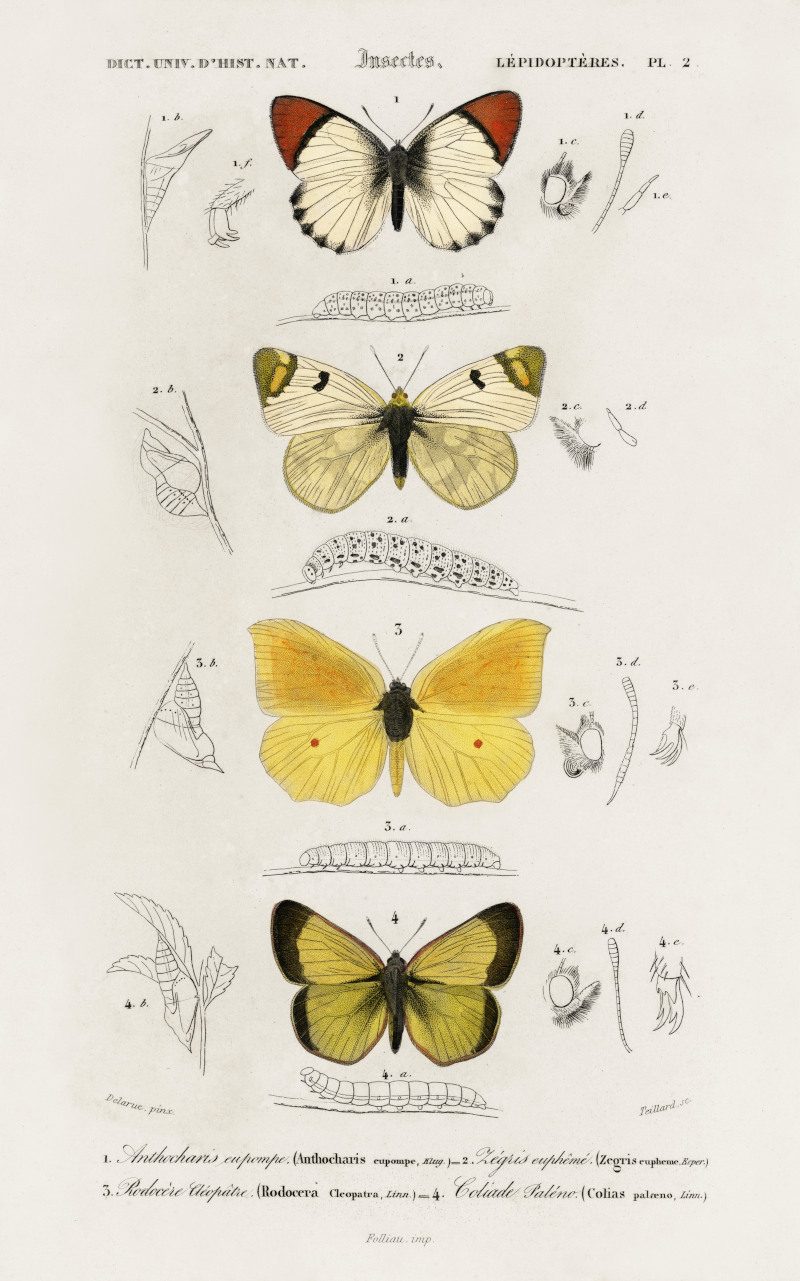 Different Types of Butterfly Illustrated by Charles Dessalines D' Orbigny
